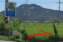 �������Ա� ������