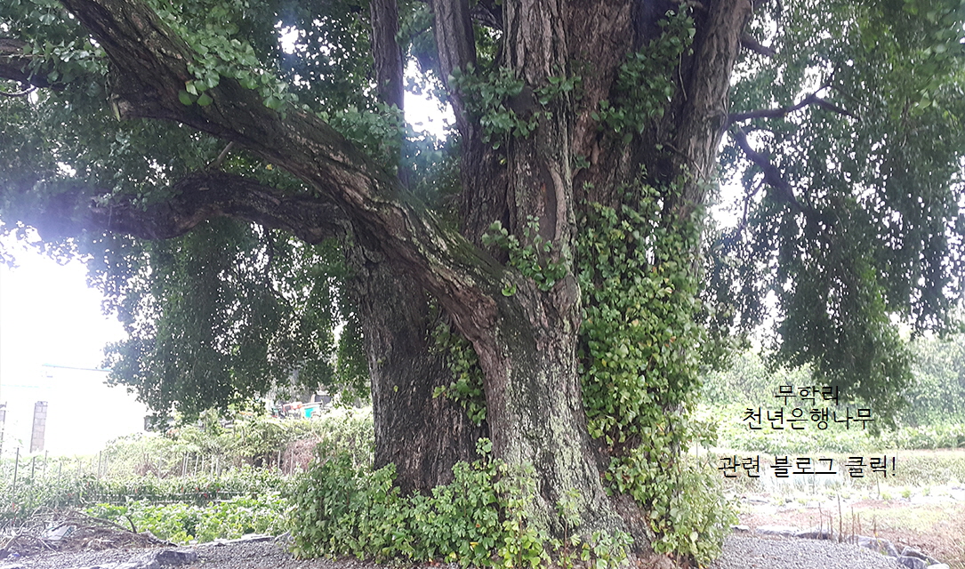 õ�����೪��